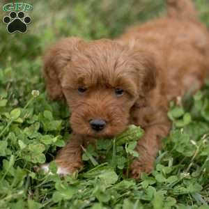 Louie, Mini Goldendoodle Puppy